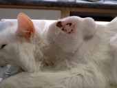 Fibrosarcoma cutáneo en una gata adulta y resolución quirúrgica