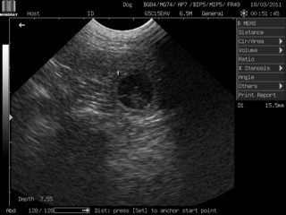 Vesícula fetal de 21 días