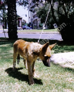 Cachorro adaptandose a llevar correa