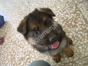 Cachorro de 4 semanas, separado demasiado pronto de su madre.