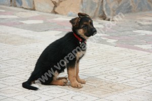 Cachorro con 2 meses, edad ideal para llegar a nuestro hogar