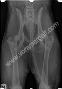 RADIOGRAFIA DE CADERA,  PERRO de 6 meses con displasia de cadera bilateral