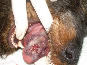 Lengua de un pero tras pocas horas de chupar el gusano del pino. 