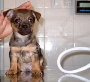 Un cachorro ha llegado a casa.