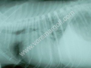 Cardiomegalia y edema pulmonar en un perro con filariosis cardiaca.