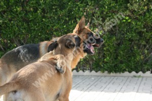 Perro adulto aleccionando a un cachorro de 4 meses.