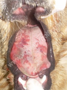 Perra con lesiones linguales producidas por gusano del pino. Dia 1.