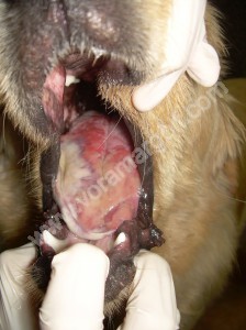 Misma perra con lesiones linguales producidas por gusano del pino. Dia 2. 