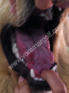 Misma perra con lesiones linguales producidas por gusano del pino. Dia 30.