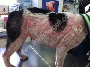 Perro enfermo de Leishmania en fase cutánea.)