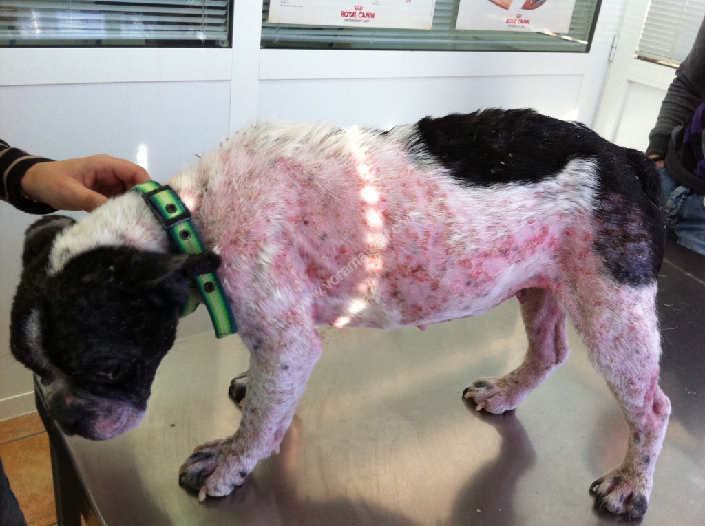 Enfermedades De La Piel Perros Perro enfermo de Leishmania en fase cutánea. Perro enfermo de