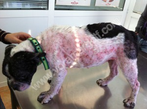 Perro enfermo de Leishmania en fase cutánea.