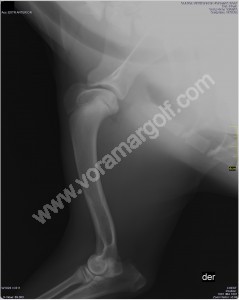 Osteocondritis disecante de hombro en un cachorro.