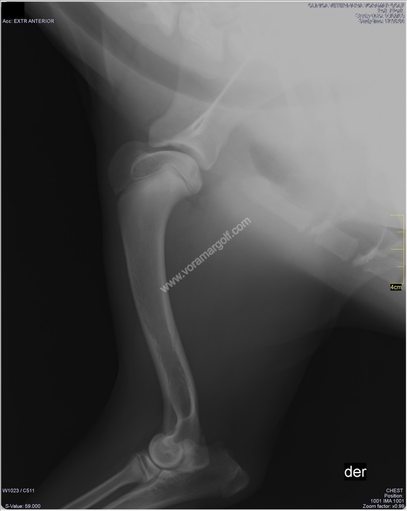 Dislocacion De Hombro En Perros Dislocacion De Hombro En Perros