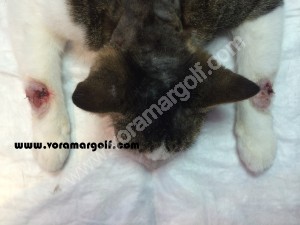 Chancro cutaneo producido por Leishmaniosis en un gato. 