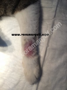 Chancro cutaneo producido por Leishmaniosis en un gato. 