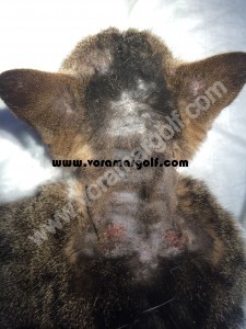 Dermatitis producida por Leishmaniosis en un gato. 