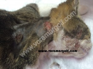 Dermatitis producida por Leishmaniosis en un gato. 