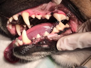 Otto después del tratamiento dental