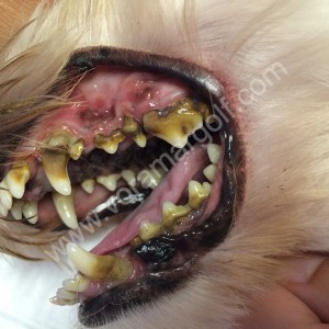 Bichón maltés con sarro dental y enfermedad gingival. 