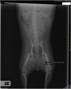 Radiografiar de Nuba antes de la cirugía. 