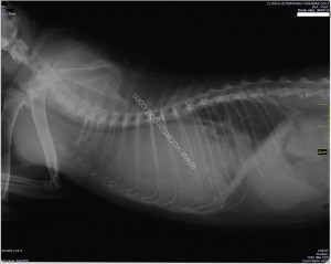 Linfosarcoma felino.