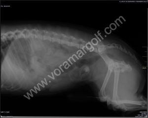 Deflector Baño compañerismo Voramar Golf - Urolitos ( cristales de orina) en un perro macho. | Blog de  la Clinica Veterinaria Voramar Golf