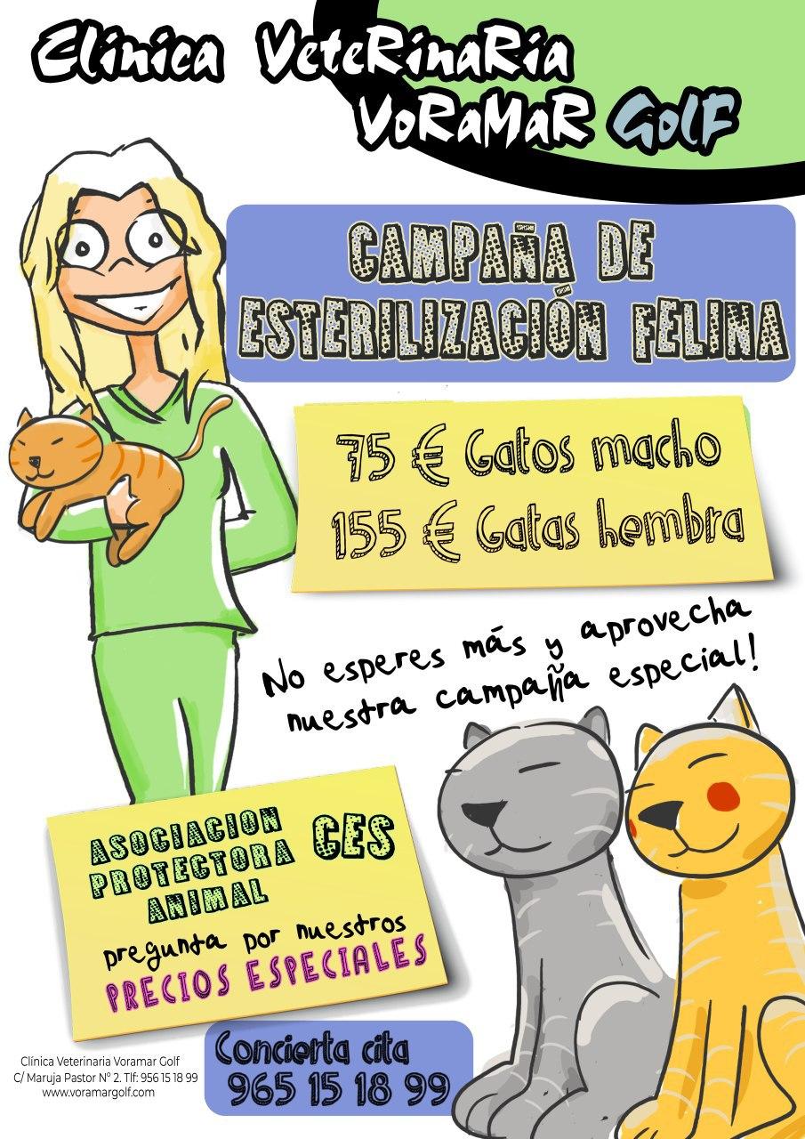 Pulsa para descargar la campaña de Esterilización Felina