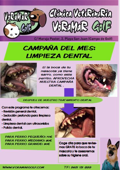 Pulsa para descargar la campaña de Limpieza Dental