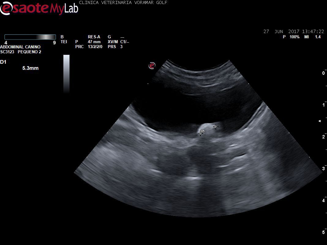 Estudio de la vejiga de la orina: este paciente presentaba hematuria crónica (sangre en la orina) de modo no constante, por lo que el dueño no le había dado la importancia necesaria. En la ecografía descubirmos que la causa era un urolito (o piedra) que producía una cistitis con hematuria