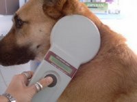 Proceso completo de lectura del microchip por parte del Veterinario