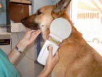 Proceso completo de lectura del microchip por parte del Veterinario