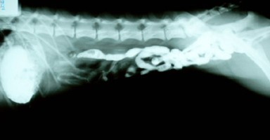 Radiografía del abdomen de perro. Radiografía de contraste intestinal