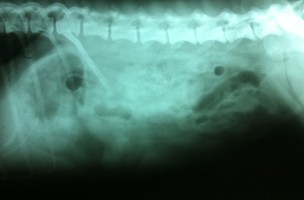 Abdomen de un perro