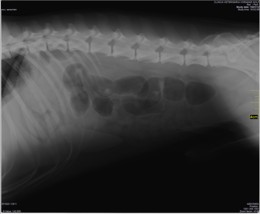Radiografía Digital. Abdomen de un perro con gastroenteritis