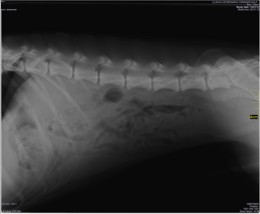 Radiografía Digital. Abdomen de un perro.