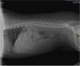 Radiografía Digital. Abdomen de un perro.