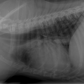 Perro con un edema de pulmón cardiogénico