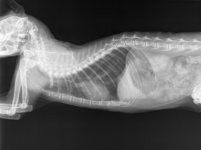 Radiografía Digital. Tórax de un perro.