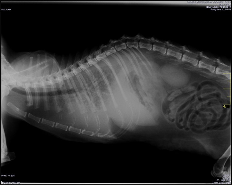 Radiografía Digital. Tórax de un gato con metástasis pulmonar de un tumor mamario.