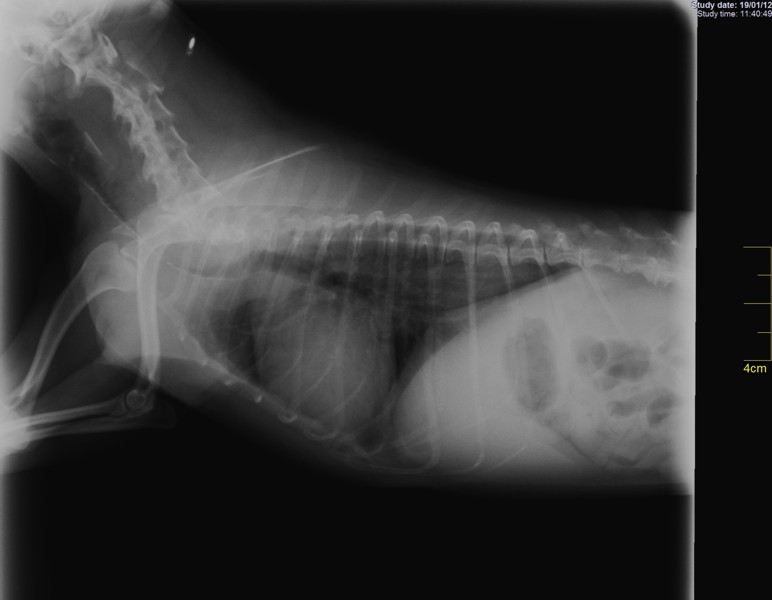 Radiografía Digital. Tórax de un perro con cardiomiopatia dilatada.