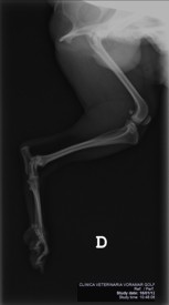 Radiografía Digital. Tórax de un gato con metástasis pulmonar de un tumor mamario.
