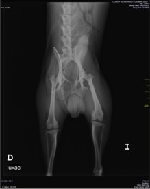Radiografía Digital. Tórax de un perro con cardiomiopatia dilatada.