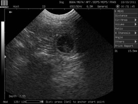 Ecografía de una perra preñada de 21 días