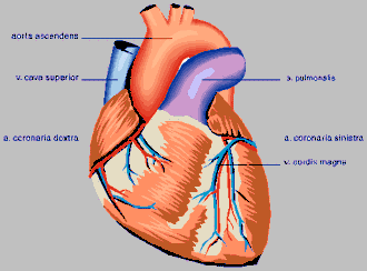 Corazón y venas